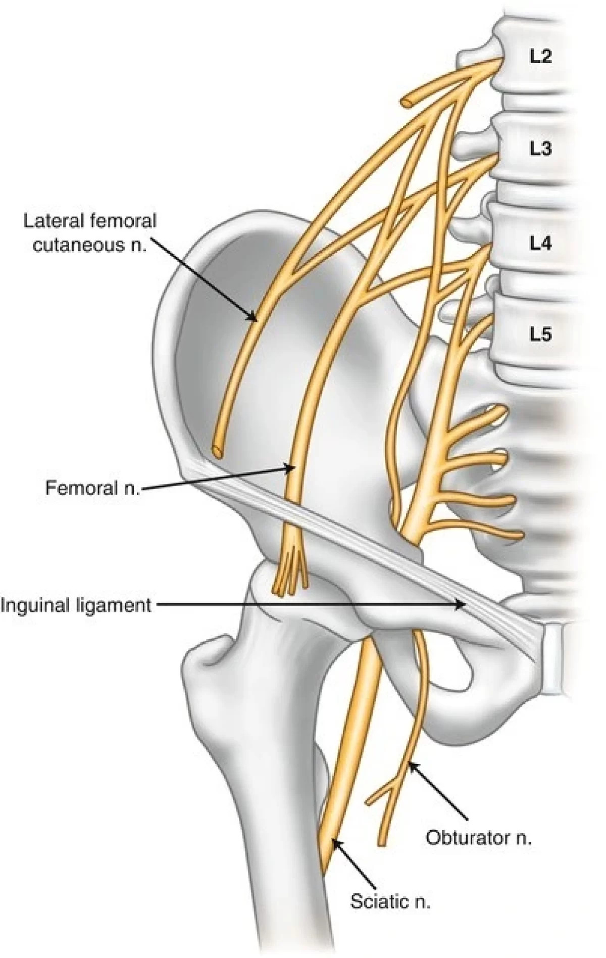 Many nerves converge from the spine and tail bone and supply the leg which requires proper spinal alignment and with many hours of sitting or intense exercise or lack of exercise can lead to mal alignment of the spine and ultimately lead to pain symptoms.