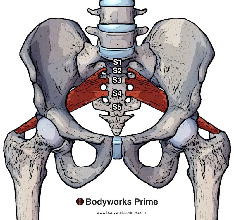 The sacrum or tail bone alignment is critical and can lead to sciatica symptoms if ignored.