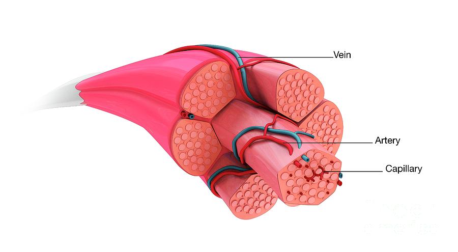 Restricted blood flow in weak tight muscles over time limits vital levels of oxygen resulting in discomfort.